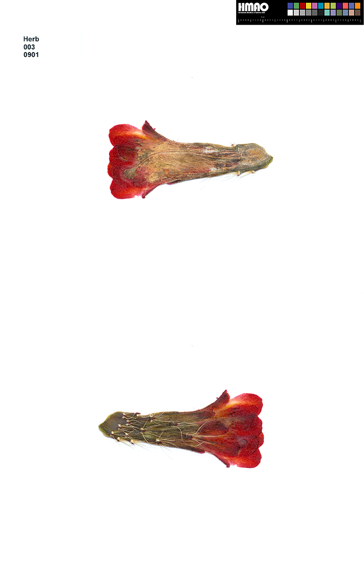 HMAO-003-0901 - Echinocereus mojavensis, USA, Utah, Tooele County