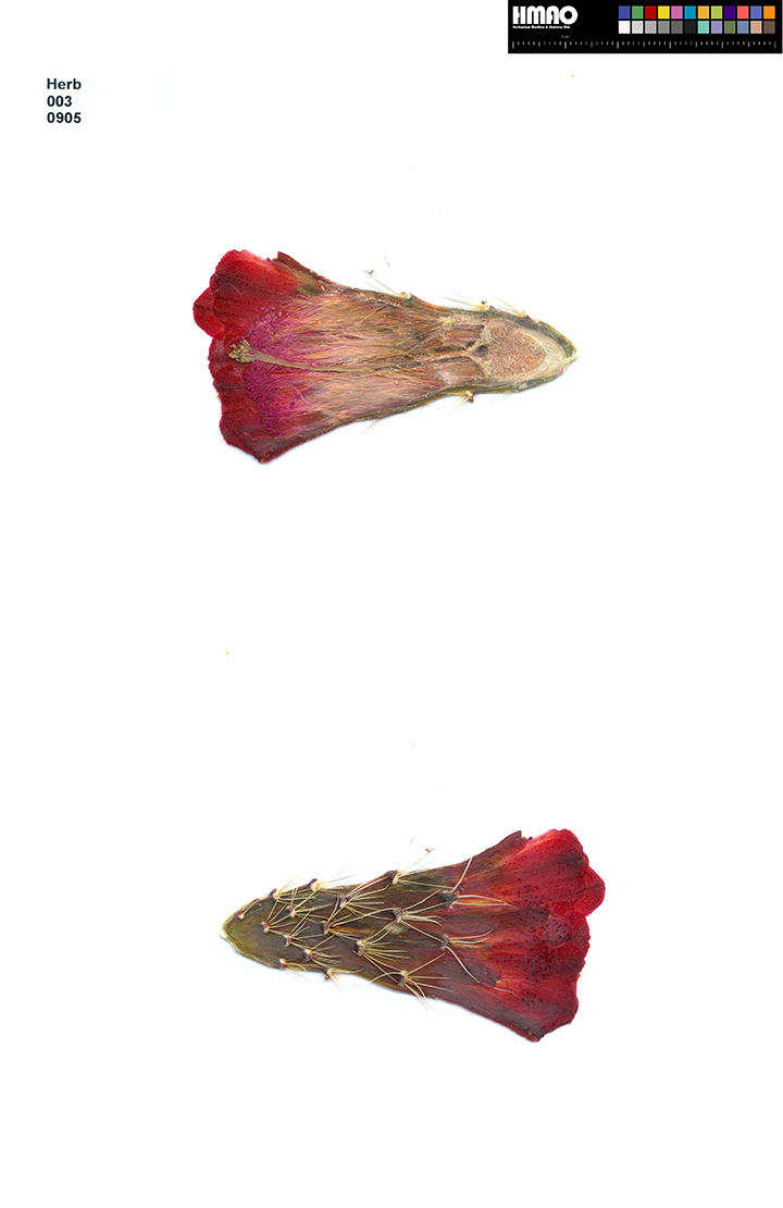HMAO-003-0905 - Echinocereus mojavensis, USA, Utah, Sevier County