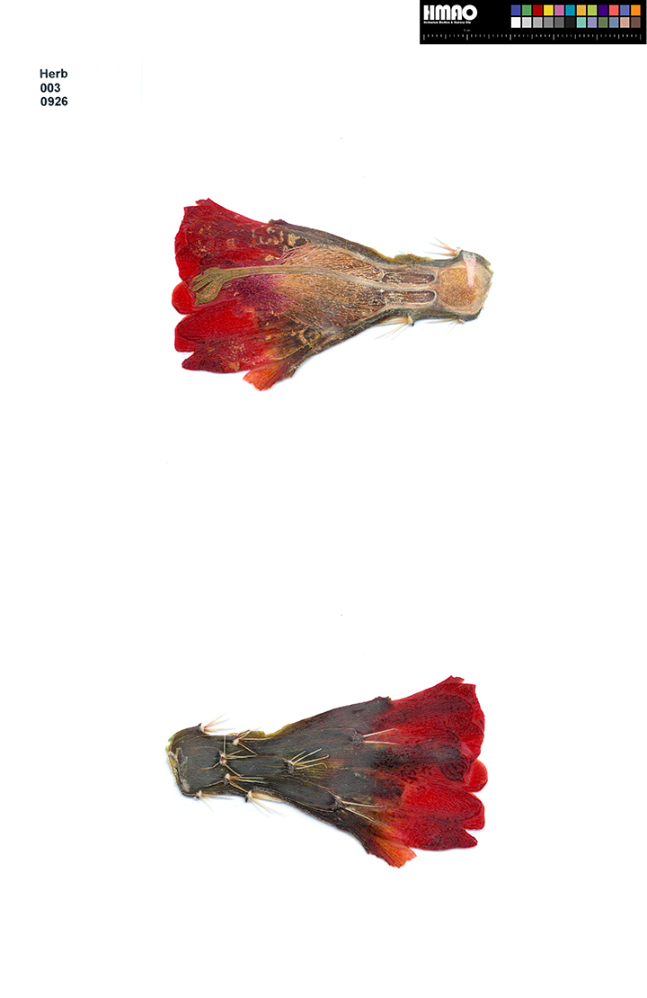 HMAO-003-0926 - Echinocereus triglochidiatus, USA, Colorado, Canon City
