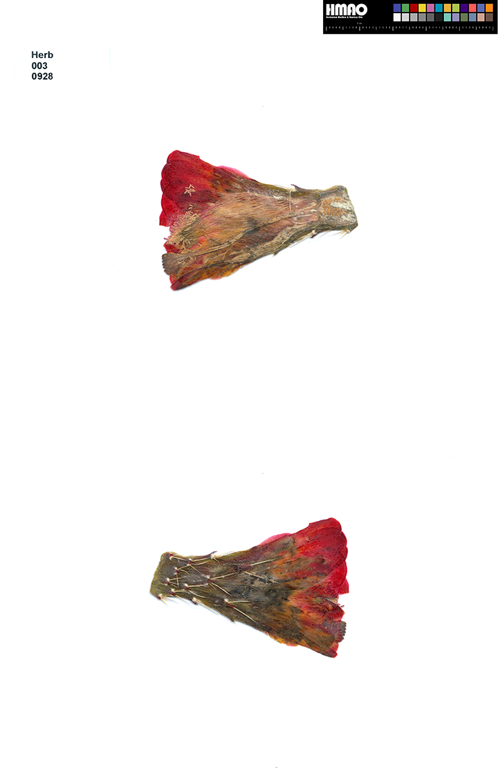 HMAO-003-0928 - Echinocereus triglochidiatus, USA, Colorado, Salida
