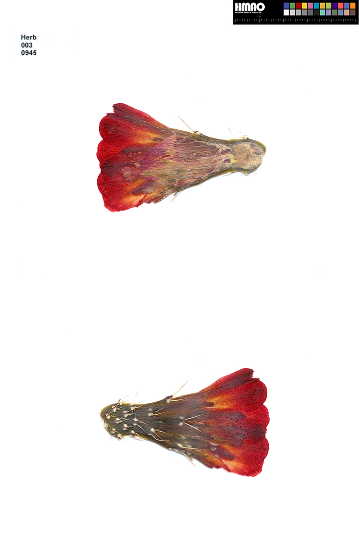HMAO-003-0945 - Echinocereus mojavensis inermis, USA, Colorado, Whitewater