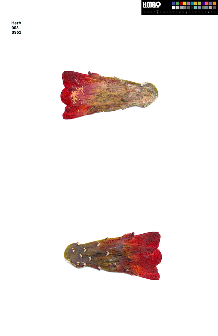 HMAO-003-0952 - Echinocereus mojavensis inermis, USA, Utah, Moab