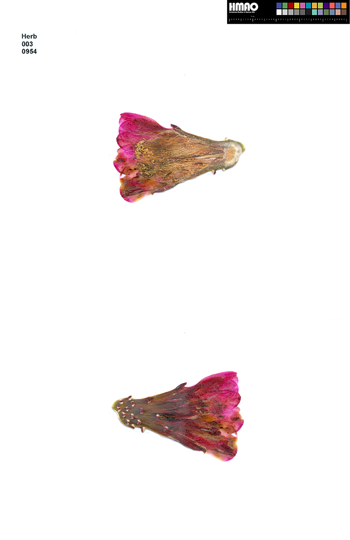 HMAO-003-0954 - Echinocereus mojavensis inermis, USA, Utah