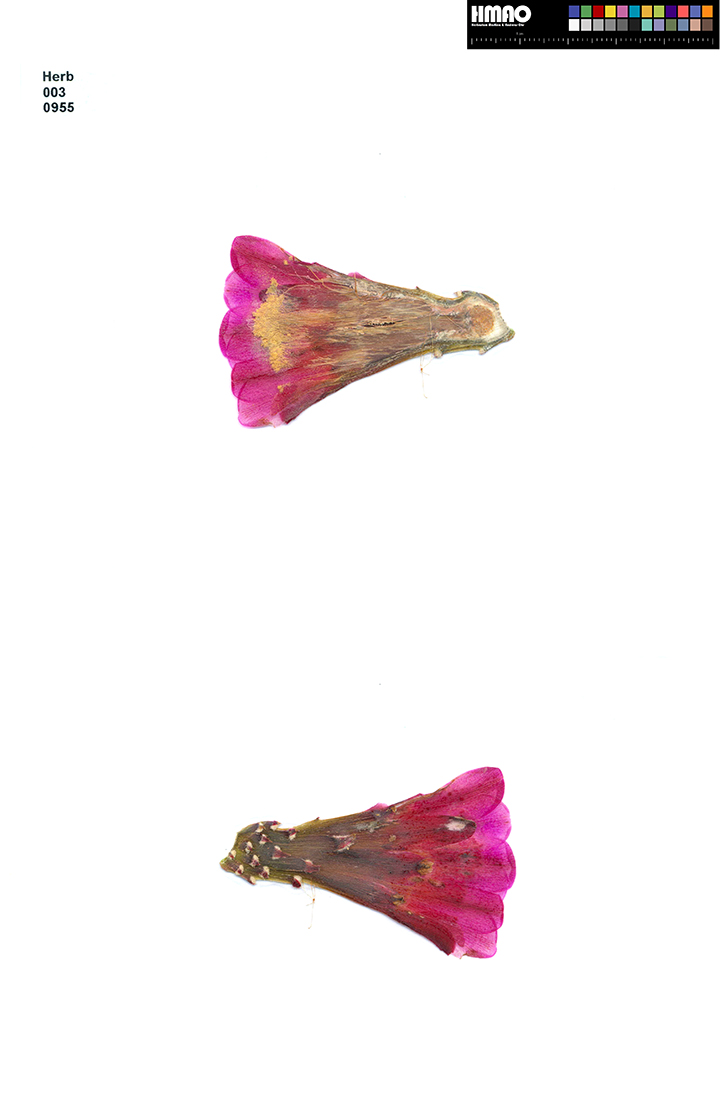 HMAO-003-0955 - Echinocereus mojavensis inermis, USA, Utah