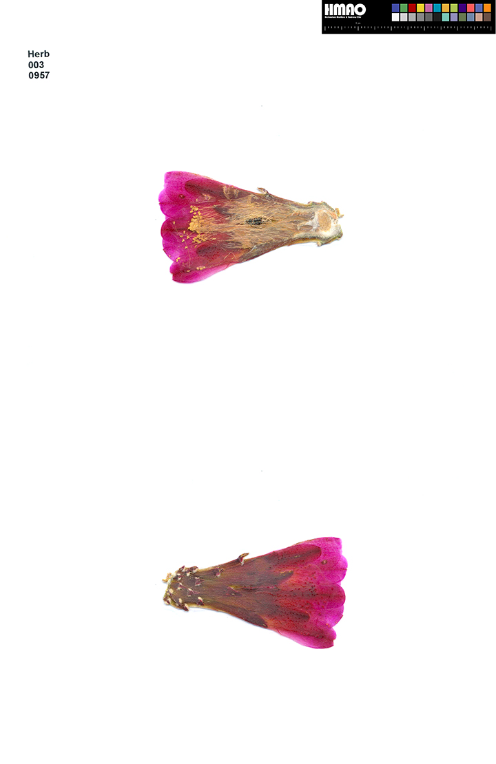 HMAO-003-0957 - Echinocereus mojavensis inermis, USA, Utah