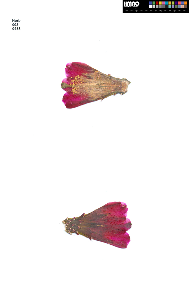 HMAO-003-0958 - Echinocereus mojavensis inermis, USA, Utah