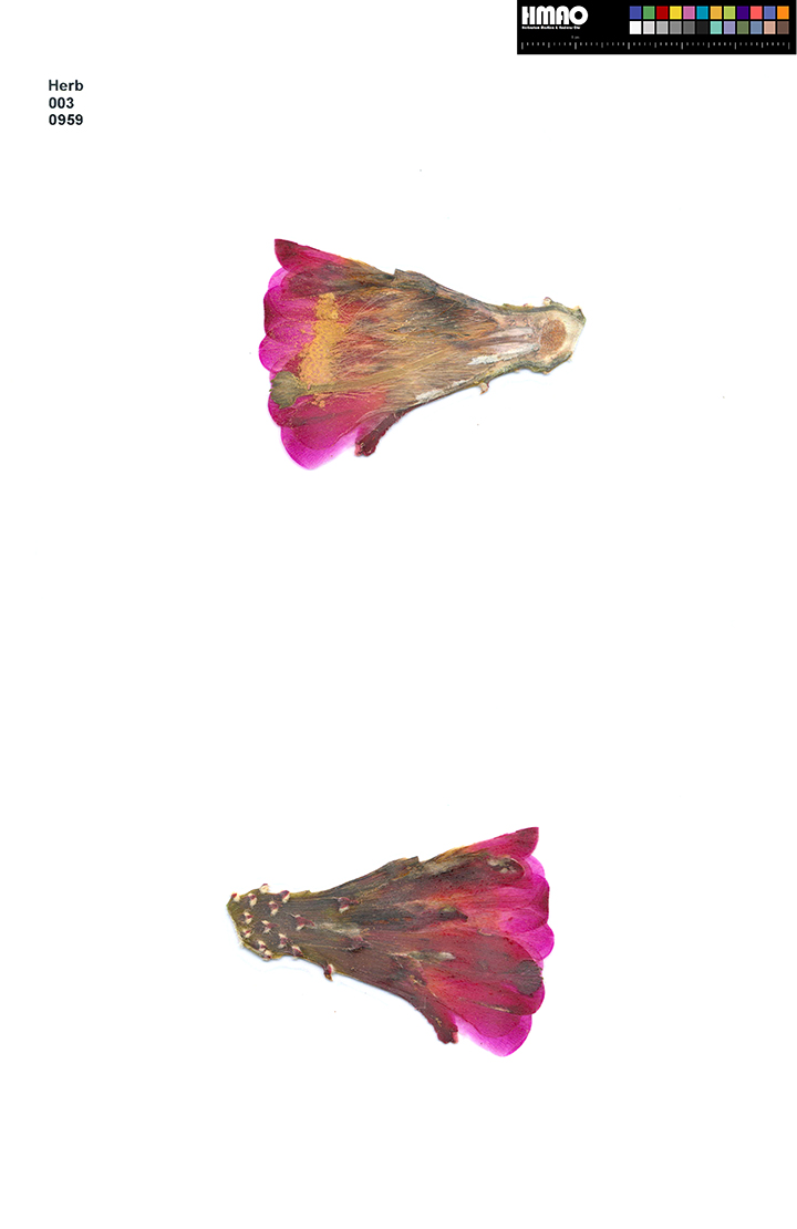 HMAO-003-0959 - Echinocereus mojavensis inermis, USA, Utah