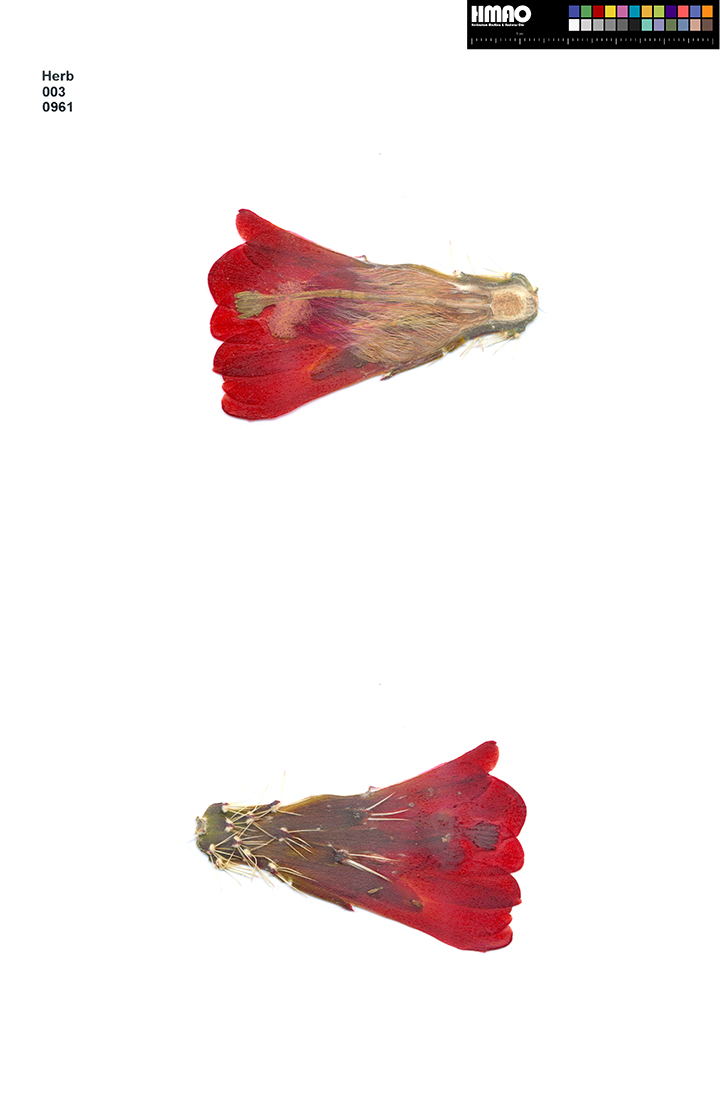 HMAO-003-0961 - Echinocereus mojavensis, USA, Colorado, Grand Junction