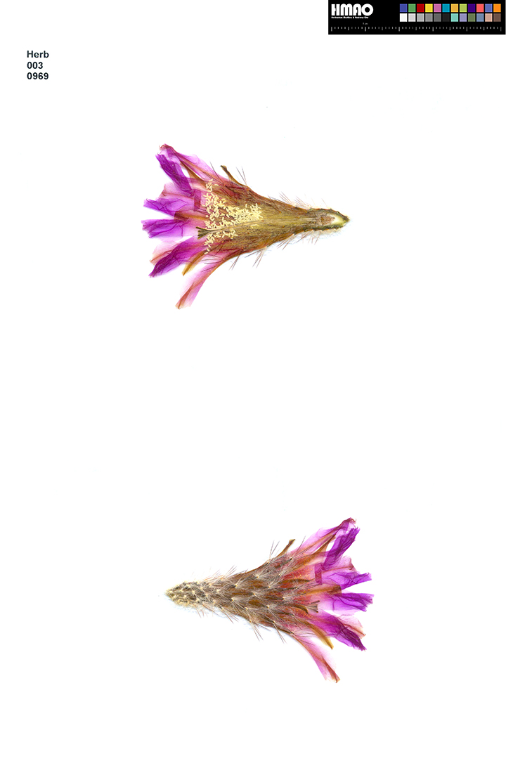 HMAO-003-0969 - Echinocereus reichenbachii caespitosus, USA, Texas, Burnet County