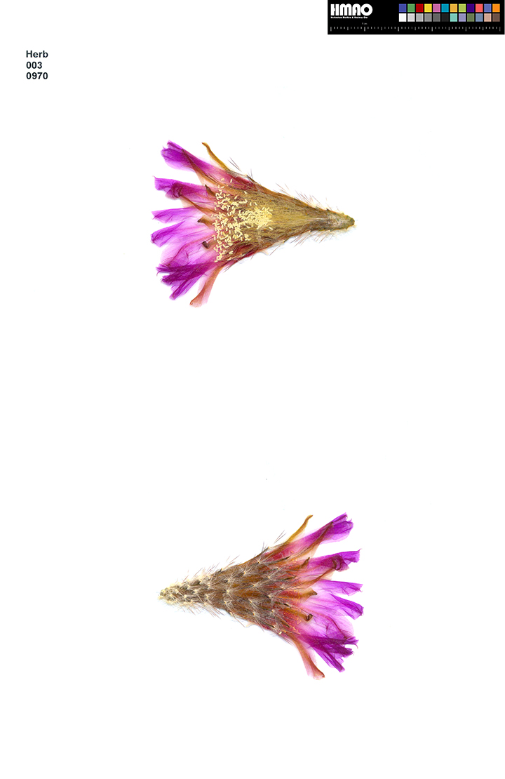 HMAO-003-0970 - Echinocereus reichenbachii caespitosus, USA, Texas, Burnet County