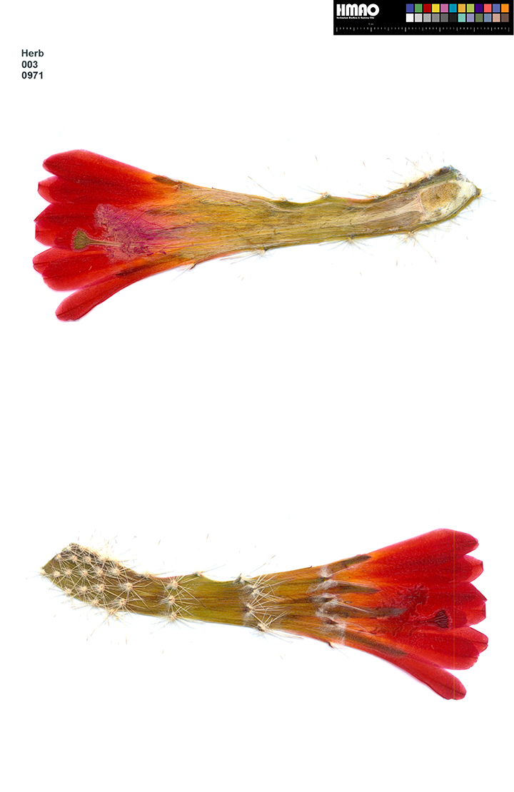 HMAO-003-0971 - Echinocereus spec., Mexico, Sonora, Milpillas, LAU0084