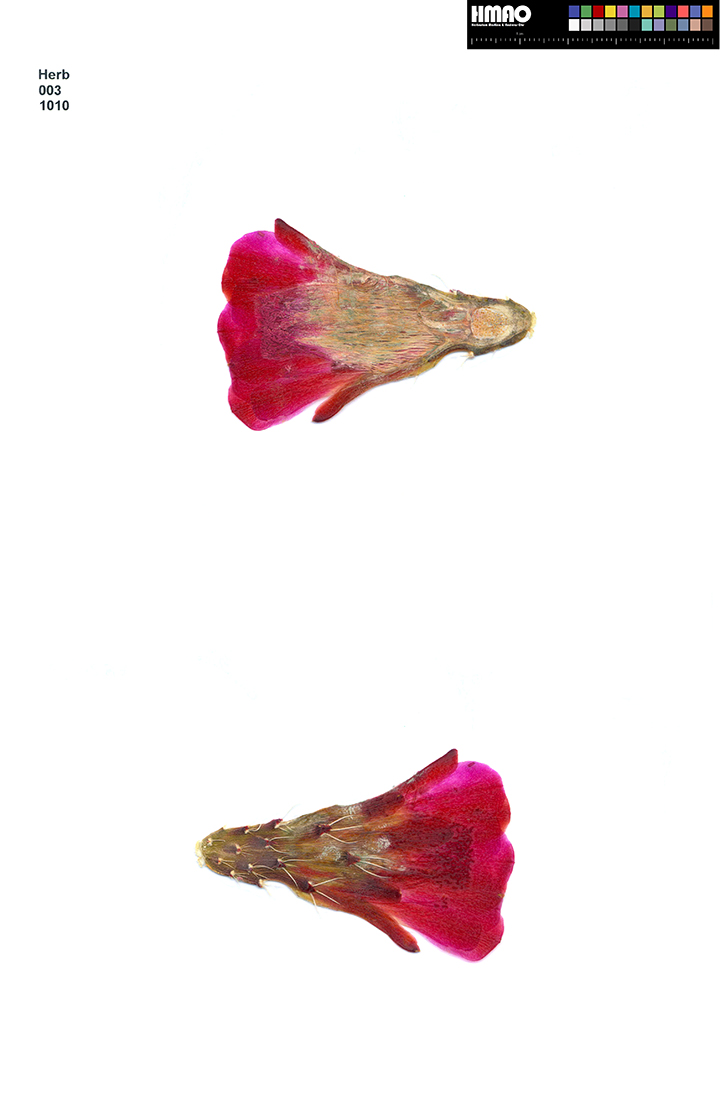 HMAO-003-1010 - Echinocereus mojavensis, USA, Utah, Bull's Eye