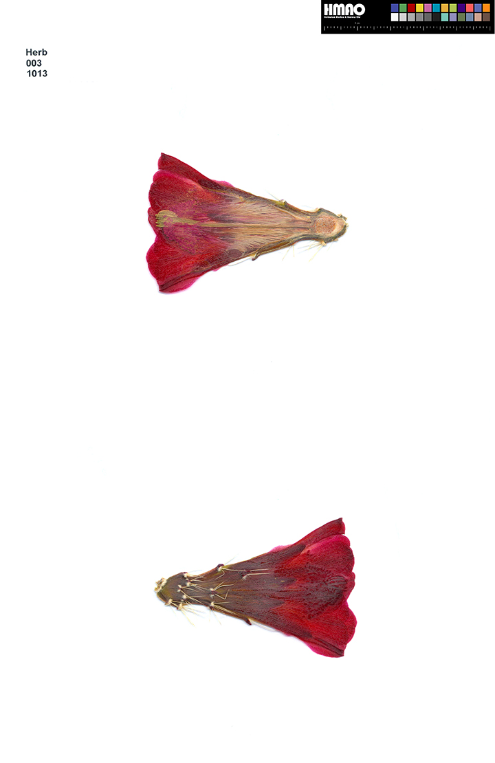 HMAO-003-1013 - Echinocereus mojavensis, USA, Utah, Sevier County
