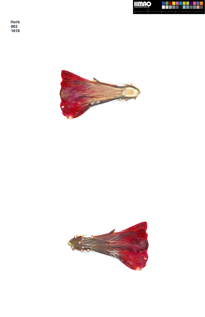 HMAO-003-1018 - Echinocereus mojavensis, USA, Utah, Sevier County