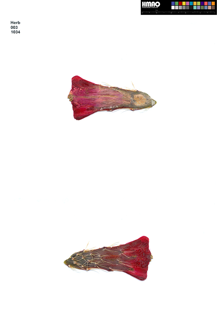 HMAO-003-1034 - Echinocereus mojavensis, USA, Utah, Loa
