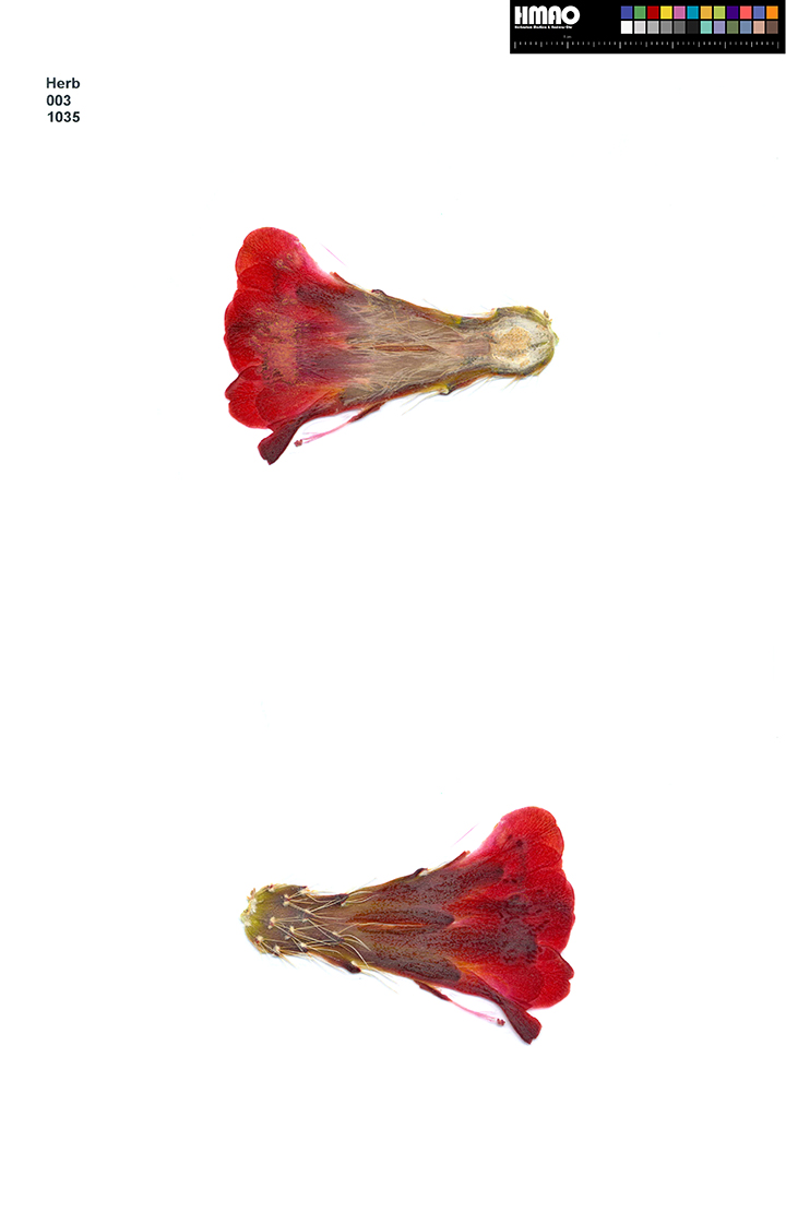 HMAO-003-1035 - Echinocereus mojavensis, USA, Utah, Emery County