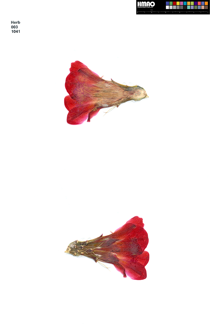 HMAO-003-1041 - Echinocereus mojavensis, USA, Utah, Wayne County