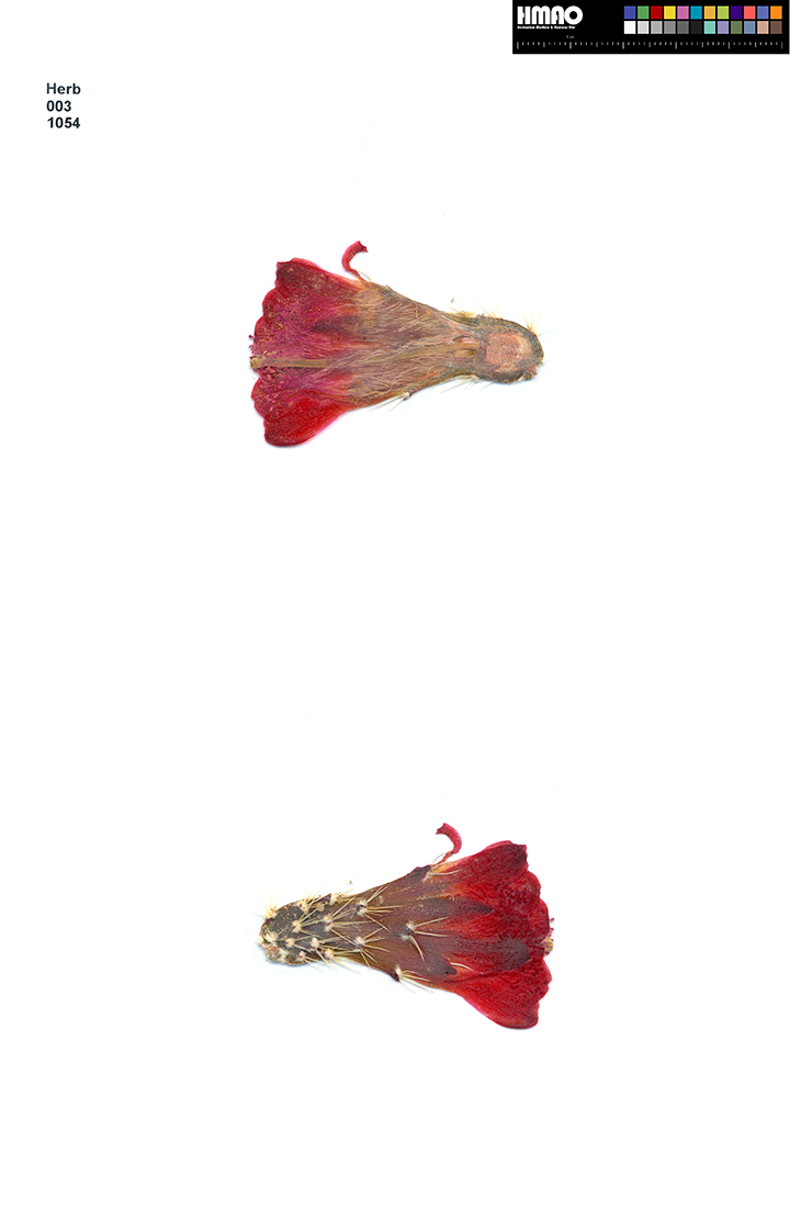 HMAO-003-1054 - Echinocereus mojavensis, USA, Utah, San Juan County