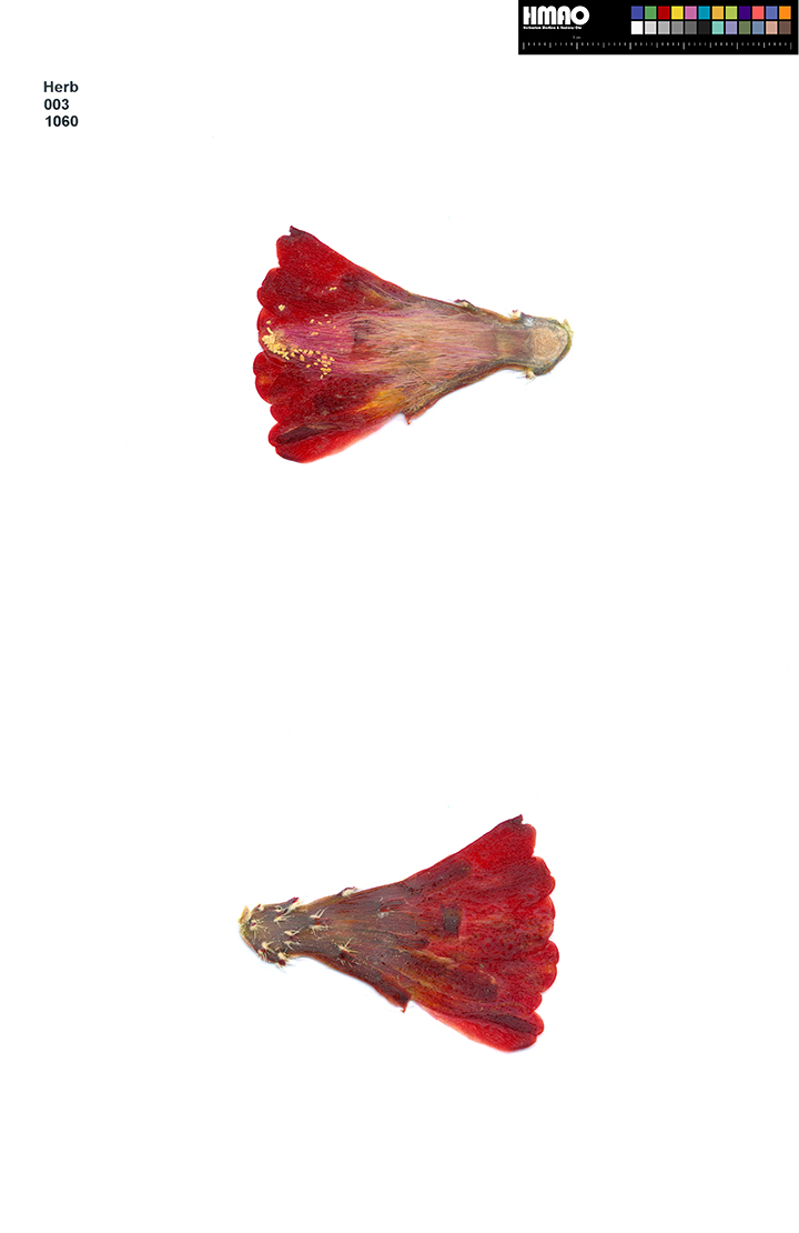 HMAO-003-1060 - Echinocereus mojavensis inermis, USA, Utah, San Juan County