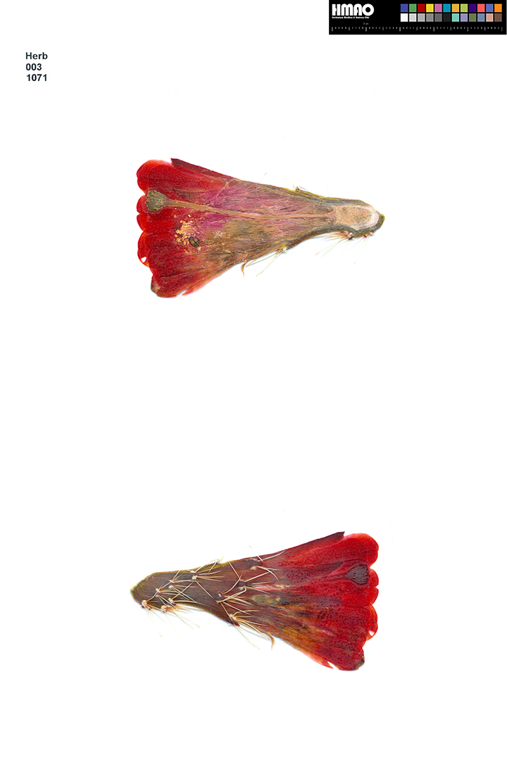 HMAO-003-1071 - Echinocereus mojavensis, USA, Utah, San Juan County