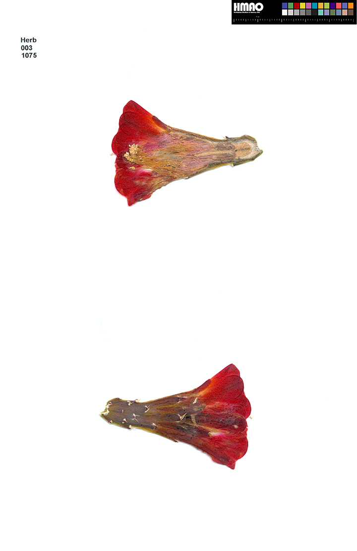 HMAO-003-1075 - Echinocereus mojavensis inermis, USA, Colorado, Montrose County