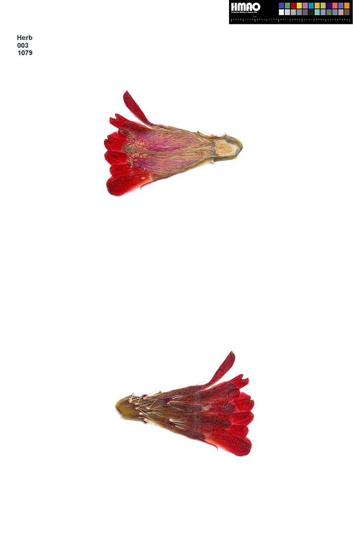 HMAO-003-1079 - Echinocereus mojavensis, USA, Colorado, Montrose County