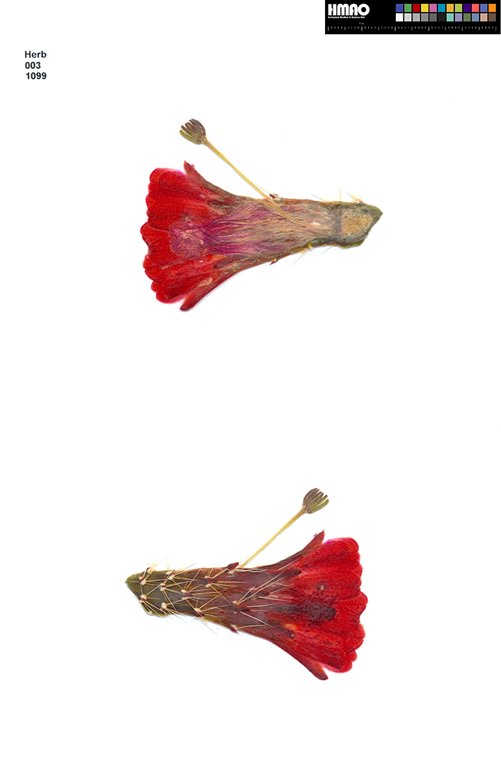 HMAO-003-1099 - Echinocereus mojavensis, USA, Utah, Grand County