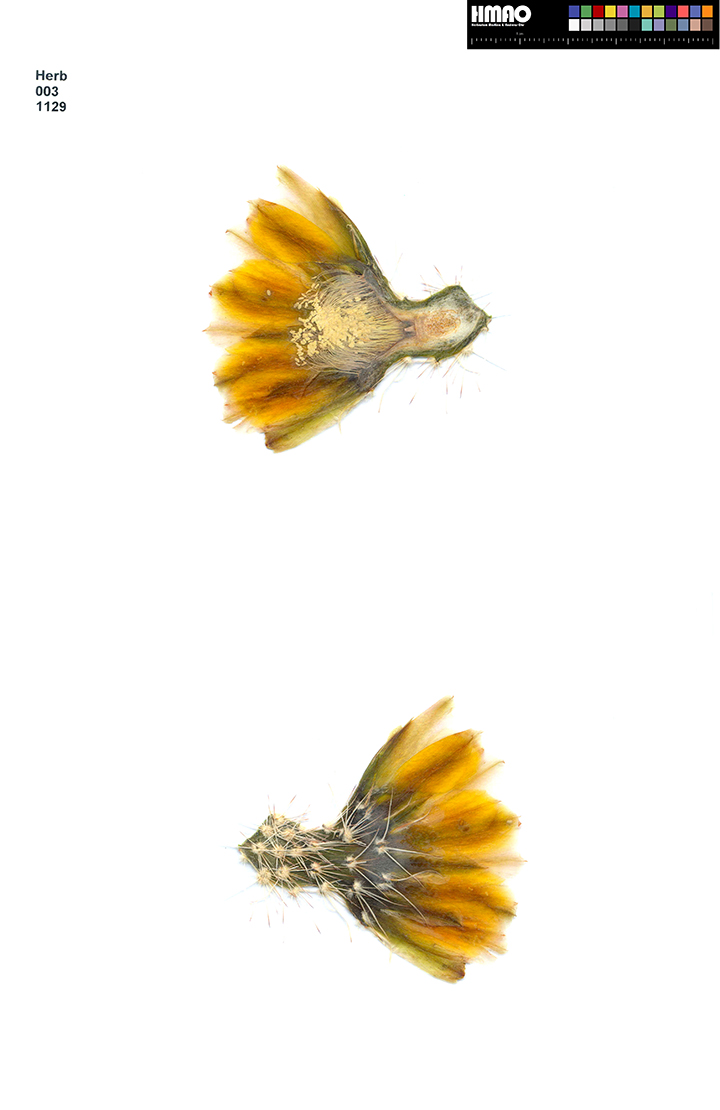 HMAO-003-1129 - Echinocereus dasyacanthus, CR117