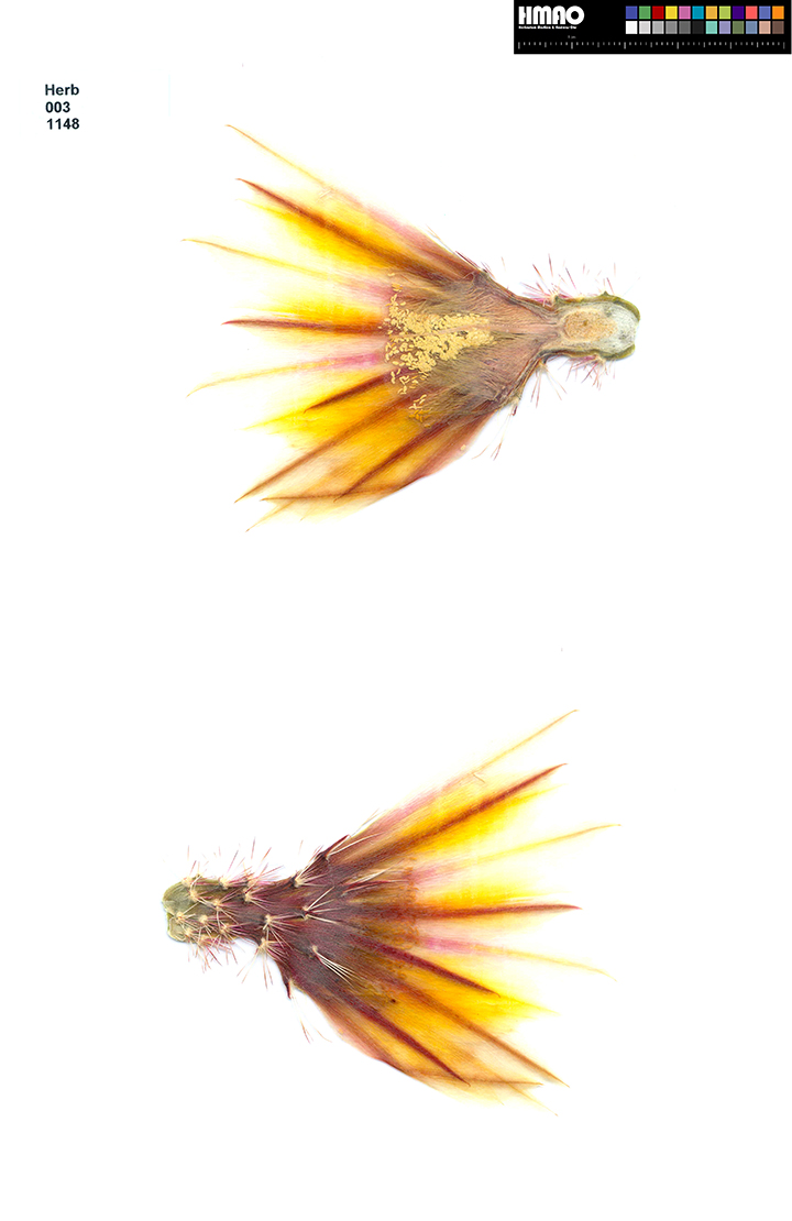 HMAO-003-1148 - Echinocereus dasyacanthus, USA, Texas, Brewster Co., Castolon - Sta. Elena