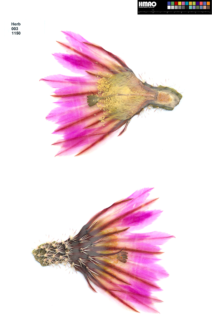HMAO-003-1150 - Echinocereus pectinatus, Mexico, Chihuahua, Jiminez, Straße 24