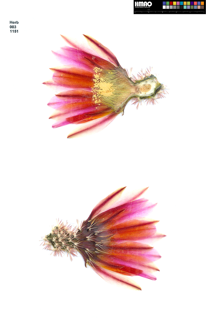 HMAO-003-1151 - Echinocereus pectinatus, Mexico, Chihuahua, Chihuahua - Cuathemoc