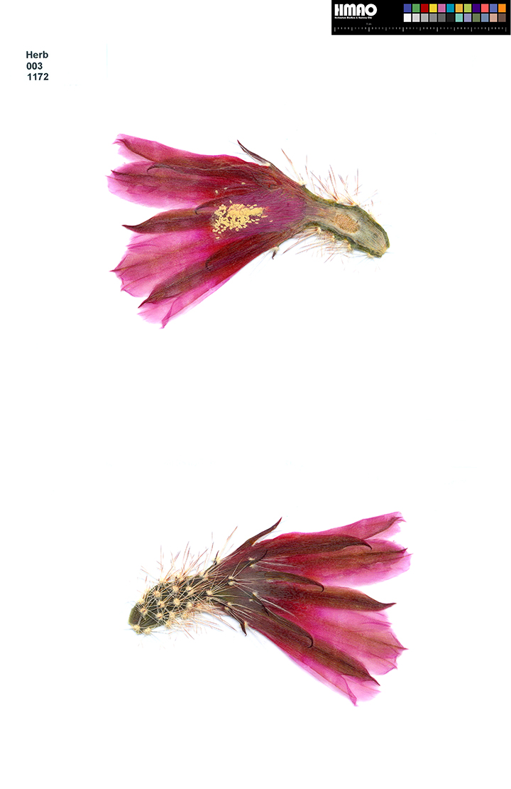 HMAO-003-1172 - Echinocereus lindsayi, Mexico, Baja California, Catavina