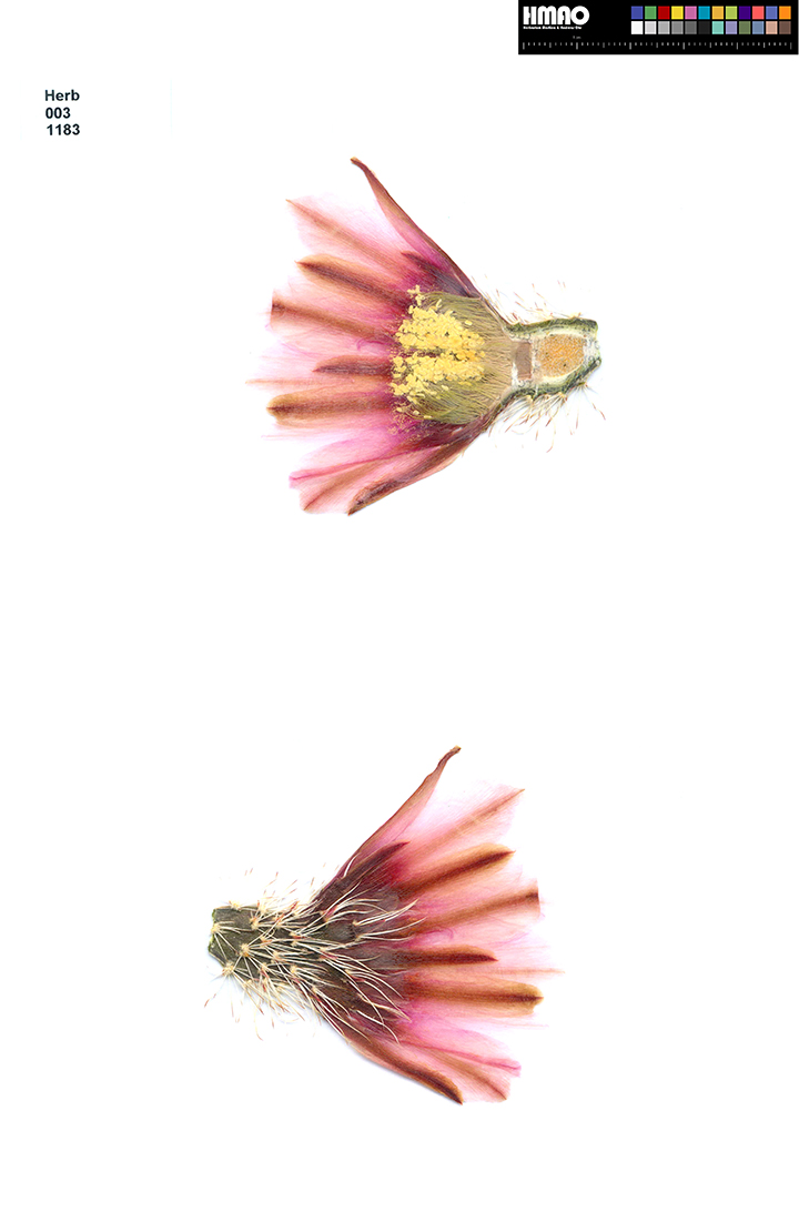 HMAO-003-1183 - Echinocereus engelmannii fasciculatus, Mexico, Sonora, helle Blueten