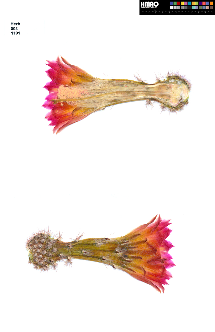 HMAO-003-1191 - Echinocereus scheeri gentryi cucumis