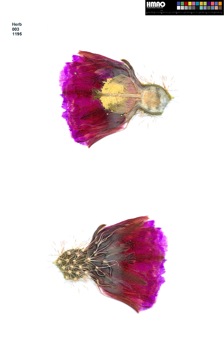 HMAO-003-1195 - Echinocereus bonkerae, USA, Arizona, nördlich Globe