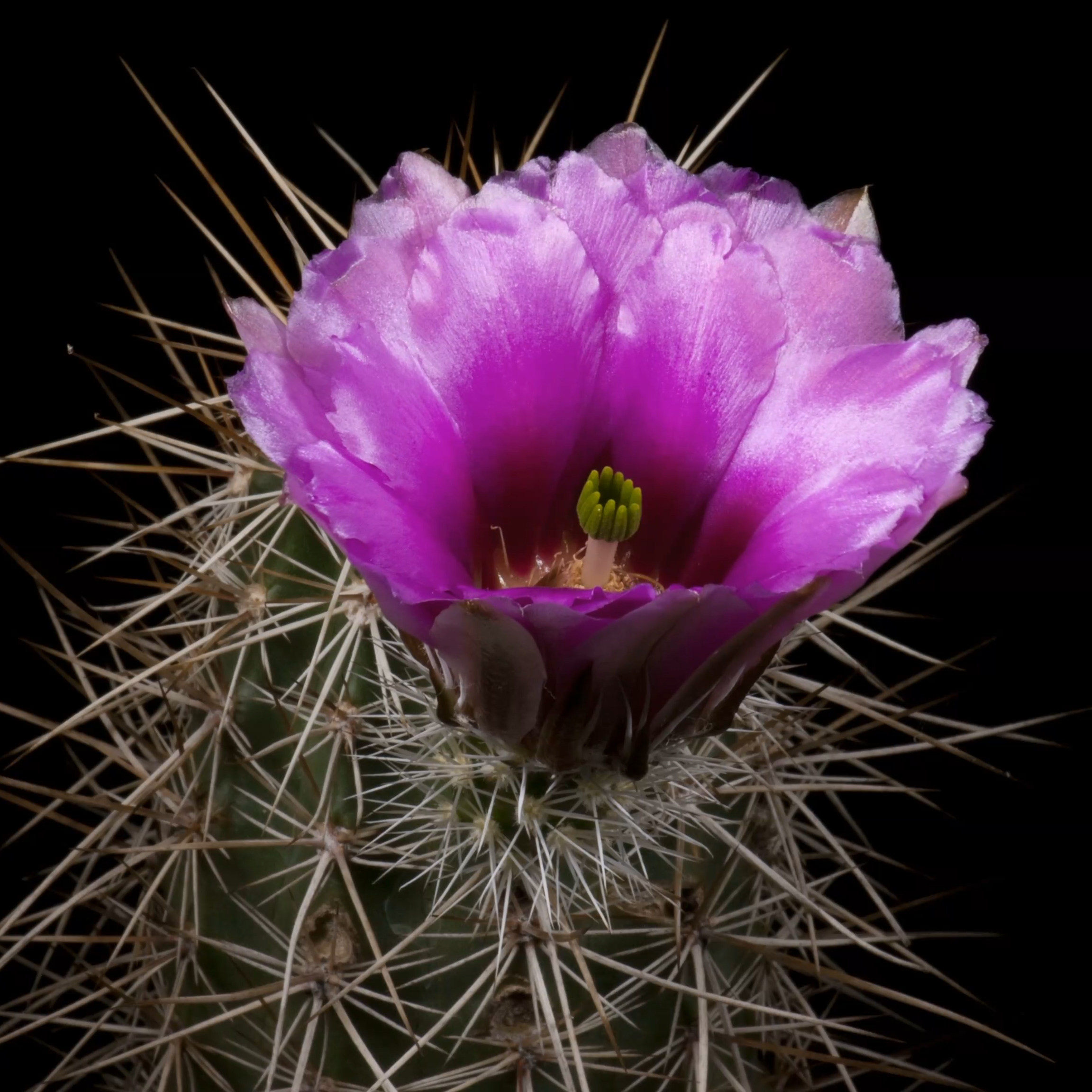 Zeitraffer Echinocereus engelmannii, USA, Arizona, Mohave County (Video)