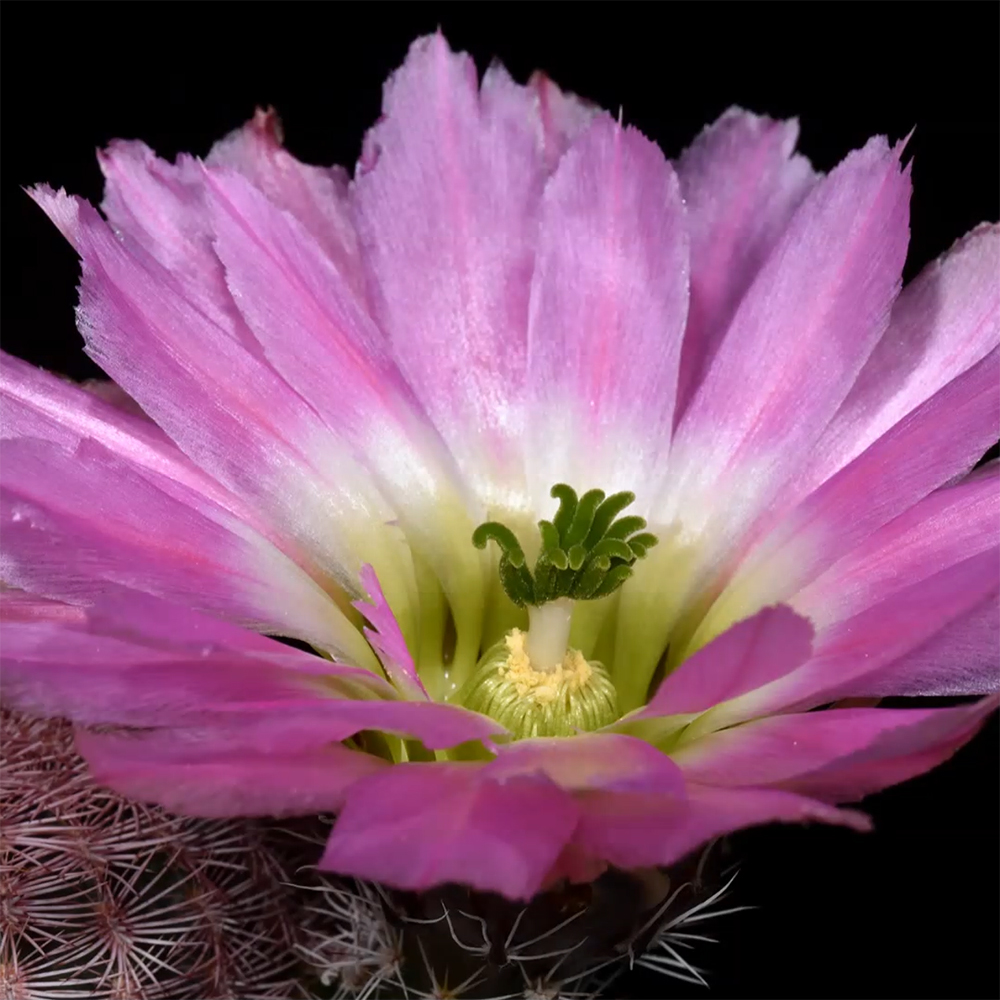 Some Forms of Echinocereus pectinatus (Video)
