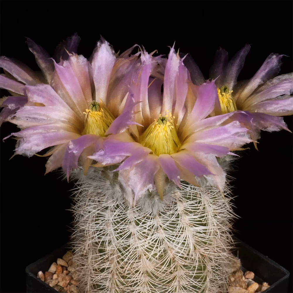 Zeitraffer Echinocereus reichenbachii subsp. baileyi, USA, Okloahoma, Murray County (Video)