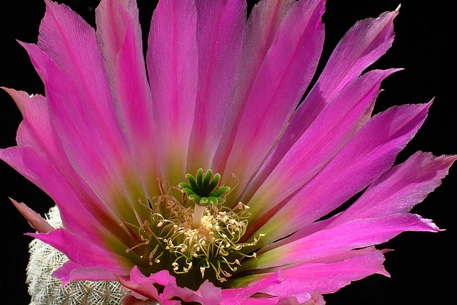 Echinocereus pectinatus, Mexico, Coahuila, Sacramento