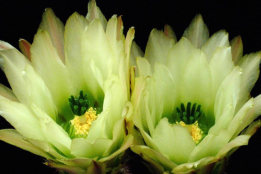 Echinocereus pectinatus, Mexico, Detras