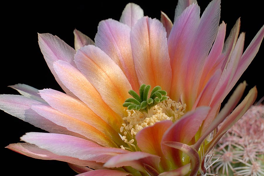 Echinocereus pectinatus subsp. rutowiorum, Mexico, Chihuahua, Sierra el Tambor