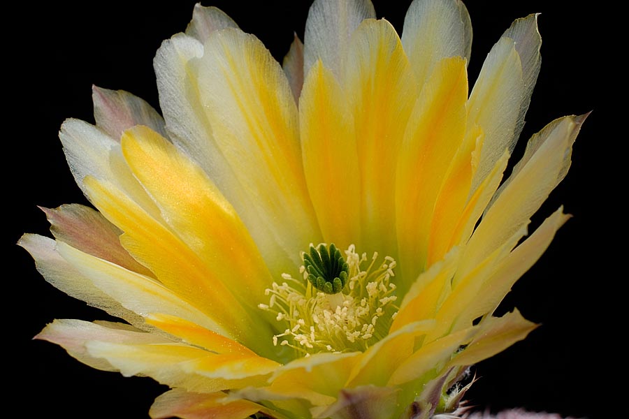 Echinocereus pectinatus, Mexico, Detras