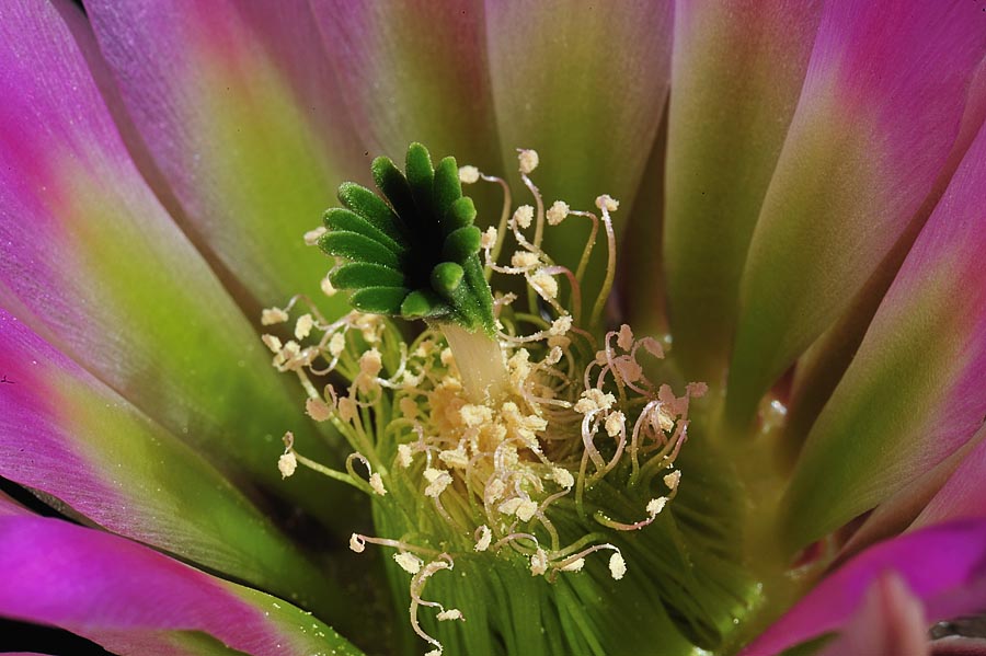 Echinocereus pectinatus, Mexico, Coahuila, Sacramento
