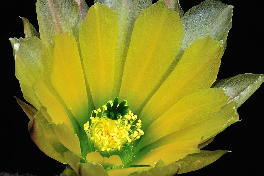 Echinocereus pectinatus subsp. rutowiorum, Mexico, Chihuahua, Cumbres de Majalca