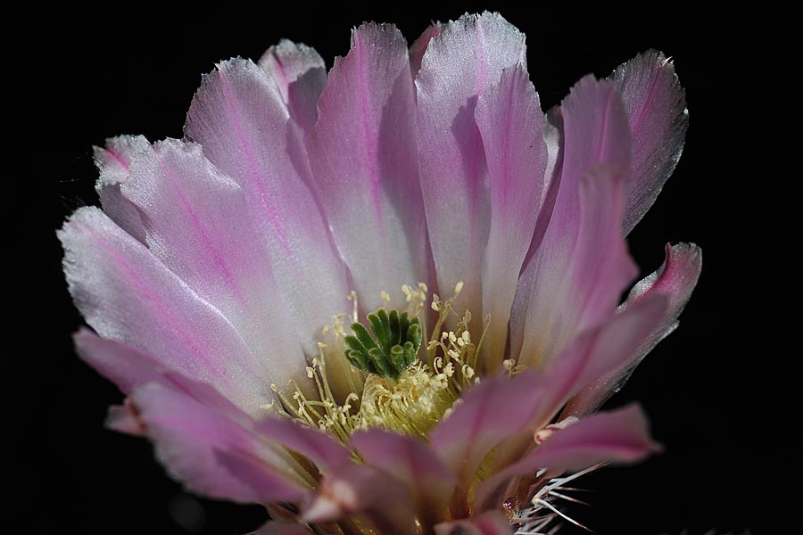 Echinocereus pectinatus, Mexico, Zacatecas, Los Hacheros