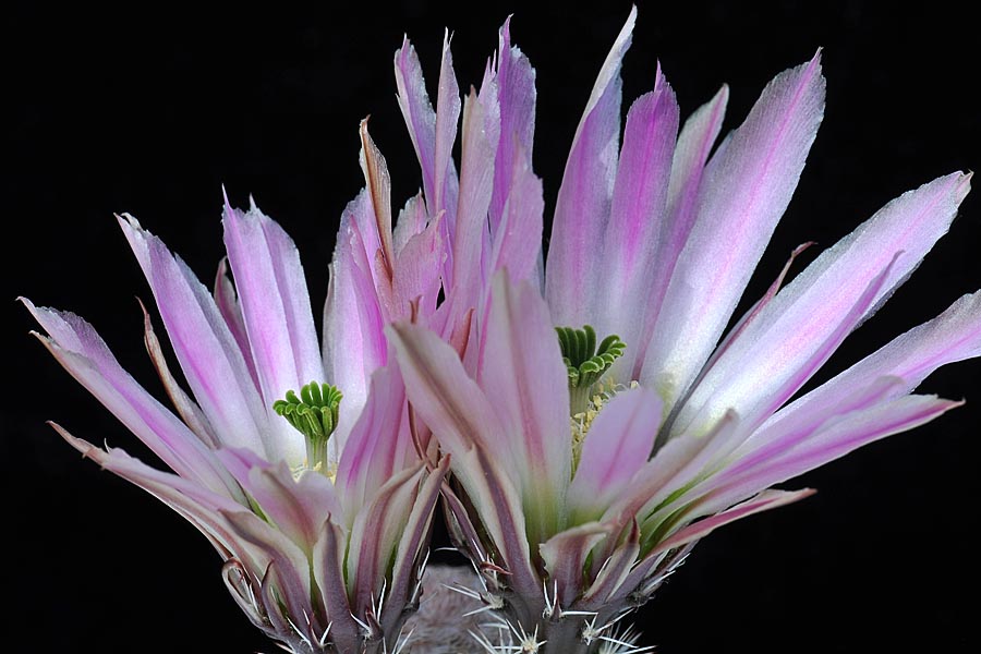 Echinocereus pectinatus, Mexico, Coahuila, Sacramento