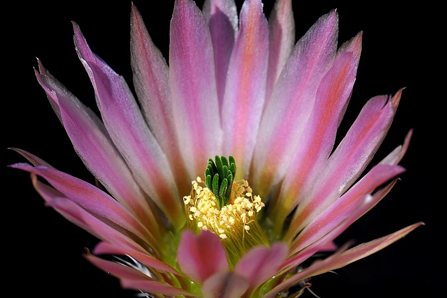 Echinocereus pectinatus, Mexico, Detras