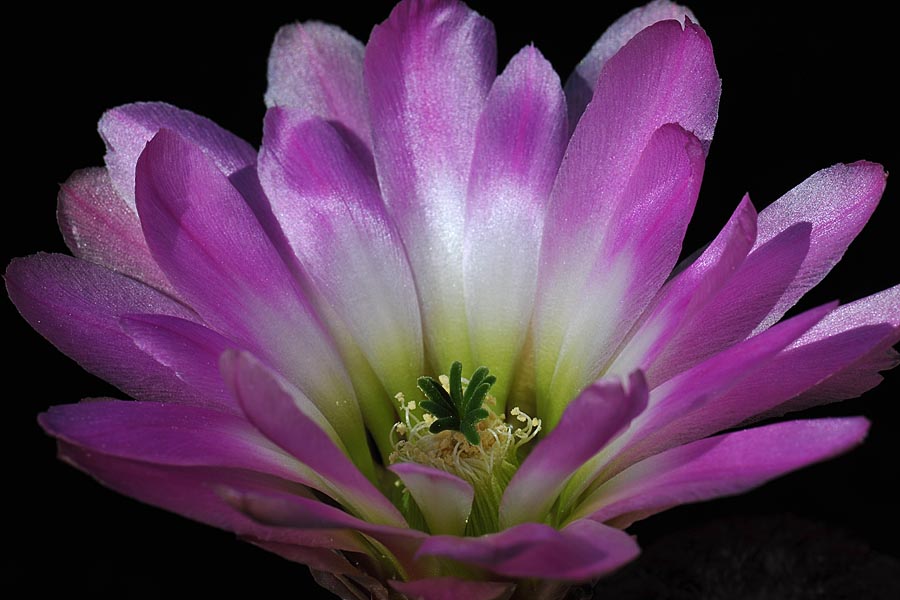 Echinocereus pectinatus, Mexico, Coahuila, La Pena