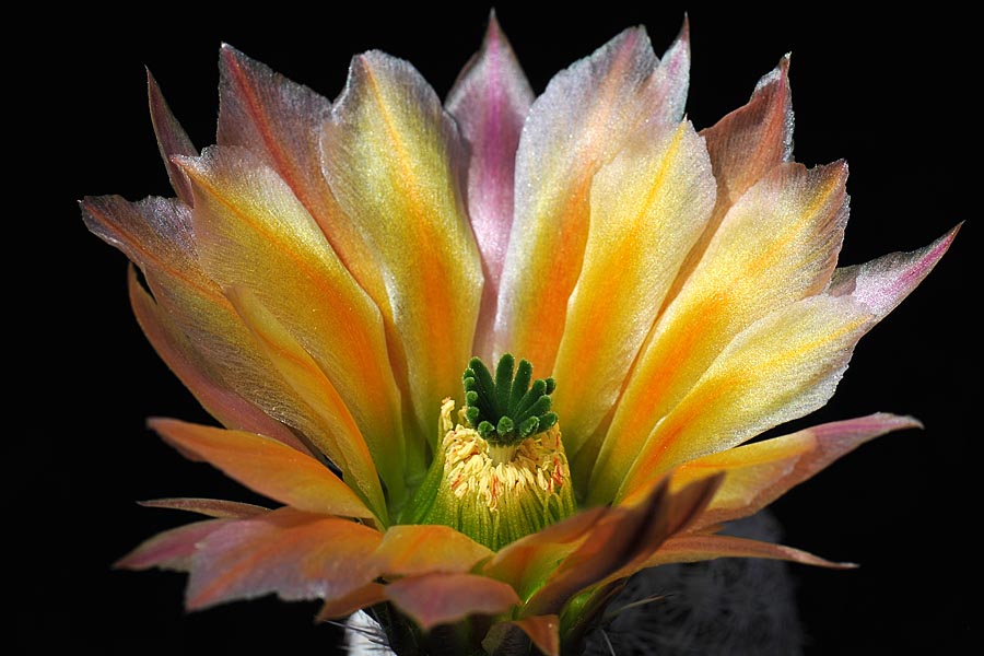 Echinocereus pectinatus, Mexico, Detras