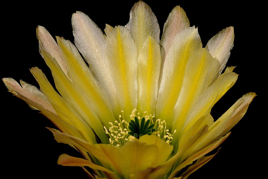 Echinocereus pectinatus, Mexico, Detras